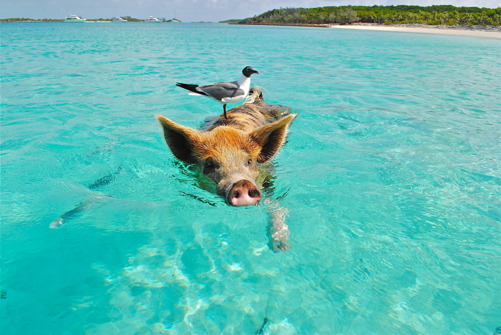 gris som simmar på semestern